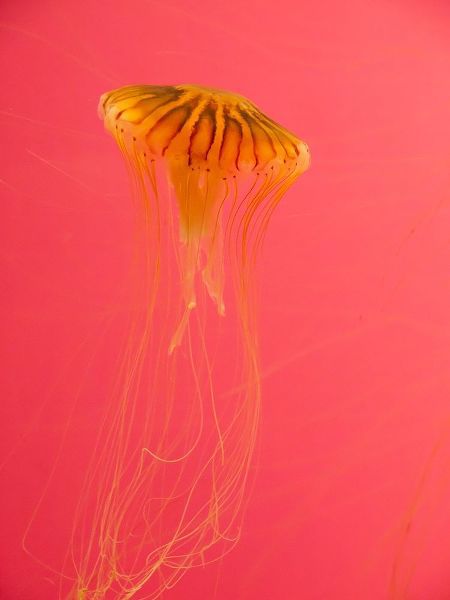 Jellyfish-Shedd Aquarium-Chicago-Illinois-USA